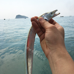 福建东山岛特产本港野生海鲜海钓黄嘴带鱼黄边带鲜活切段包装500g