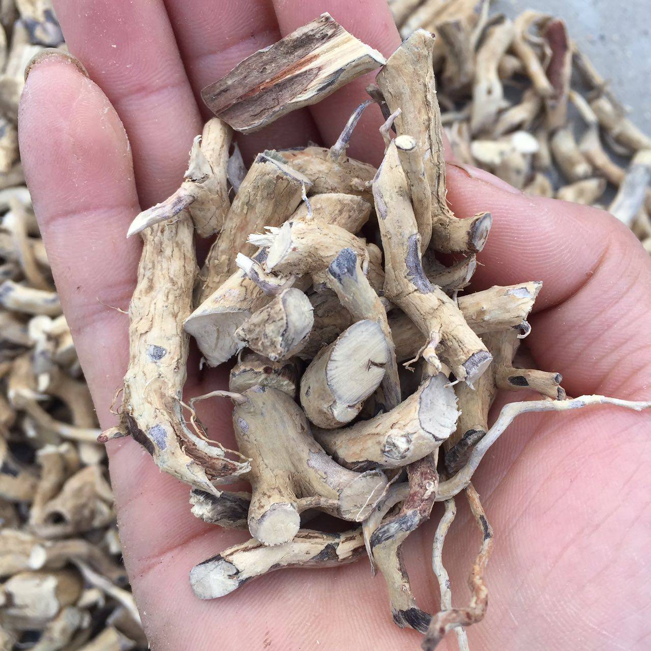 六月雪 中药材 白马骨 路边金 本棵保药含量 健脾利湿 刘寄奴