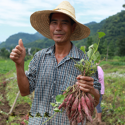 現挖新鮮 臨安天目山小香薯5斤 農家小紅薯黃心番薯板栗地瓜包郵