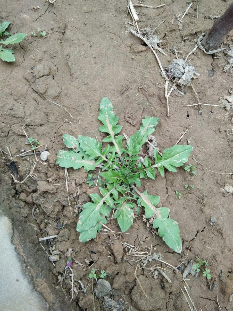 2017年梨園野生新鮮薺菜 地菜4斤裝現挖地薺薺菜薺菜餃子包郵