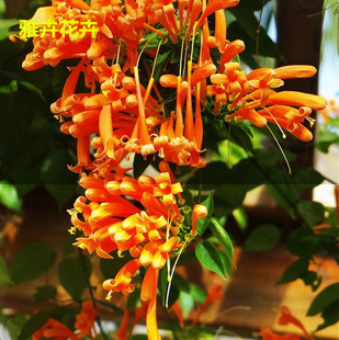 苗圃直销—美国凌霄花苗-凌霄大苗-阳台庭院绿化攀缘--生长速度快