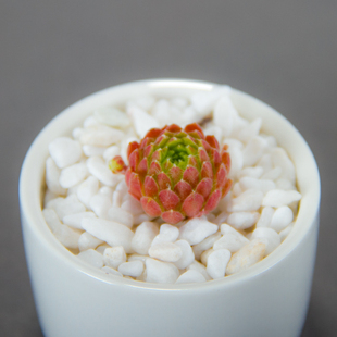 草莓 牛先生|草莓卷娟 现季超美长生草肉肉 进口精品防辐射多肉植物