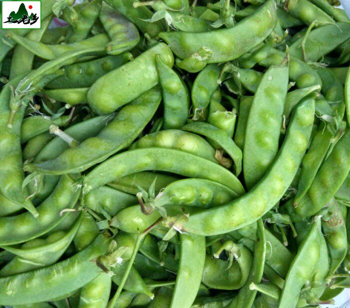 新鲜菜豌豆角荚豌豆小荷兰豆农家自种本土带壳豌豆软荚寒豆500g装