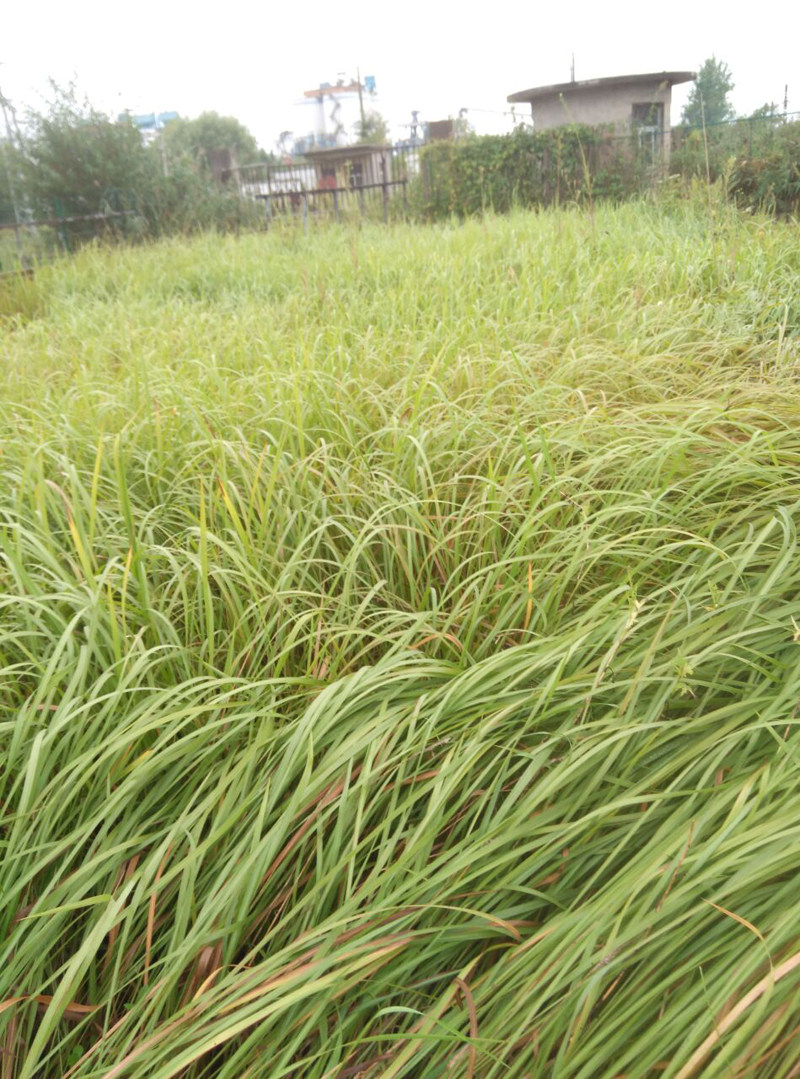 天然茅草 散茅草 真草 散草 干茅草 颜色正宗原生态野生茅草瓦毛