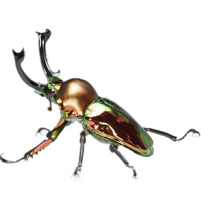 促销活体宠物甲虫普色系彩虹锹甲幼虫l1 l2 l3独角仙兜虫金龟