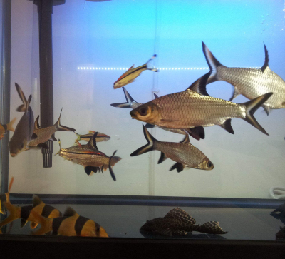 银鲨鱼 反光鲨鱼小型热带鱼鲨鱼 淡水可养热带观赏鱼银鲨 活体