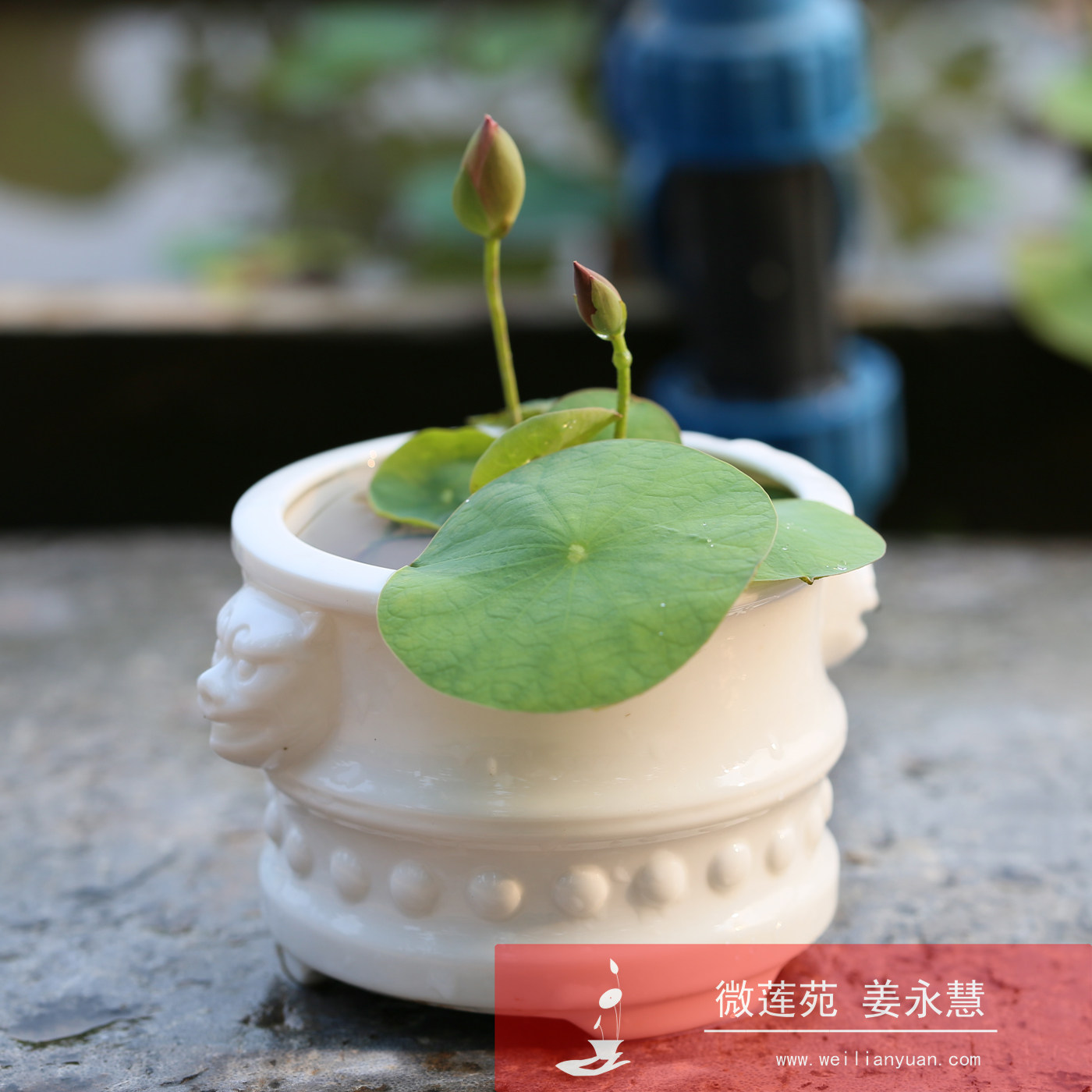 《微莲苑 姜永慧》微型碗莲:矮楚女 种藕18年1月1号开始预订! ￥59.