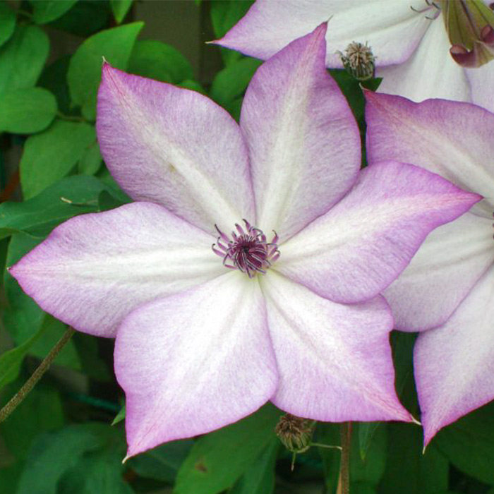 虹越进口铁线莲 人气款裸根苗 乌托邦 庭院爬藤花卉单瓣晚花预售