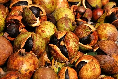 高山纯野生油茶籽可自榨健康农家野茶油果批发苦茶油籽带壳