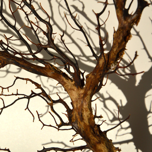 满58包邮海螺贝壳黑珊瑚树30*35cm地中海家居装饰品水族造景礼物