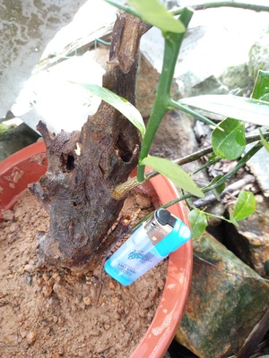 珍稀結果植物 山桔盆景 野生小葉金豆野生下山樹樁盆栽