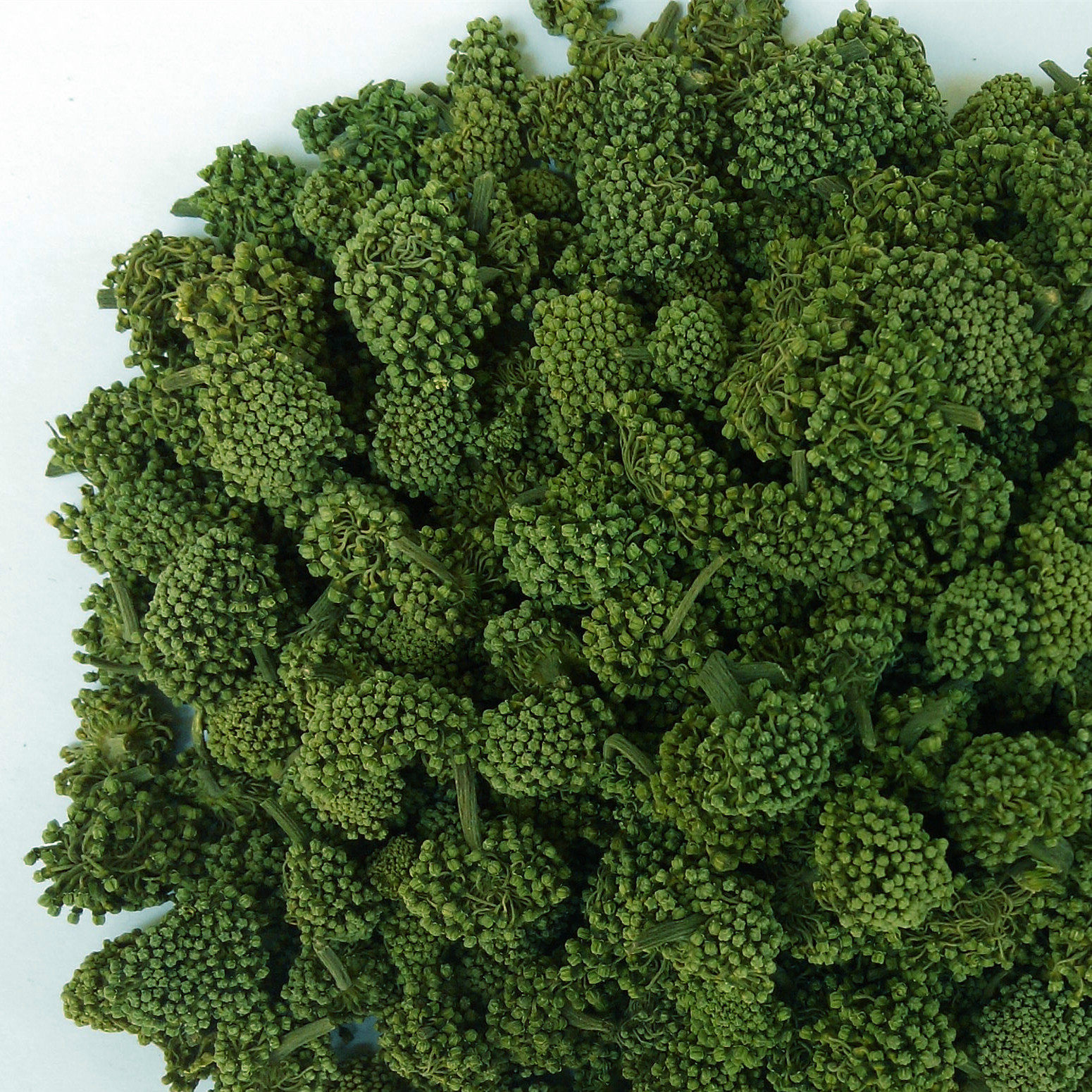 2015年新三七花四年生特级云南文山三七花500克 正品包邮保质保量