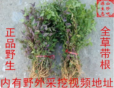 鲜野生来马回勒马回接骨红山黄连女儿红瓜子金产后草鱼胆草二月花