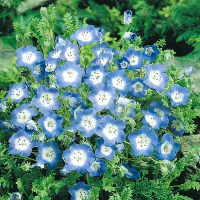 花缘咸菜 进口花种*荷兰sahin*喜林草*黑便士/暴雪/五点10粒