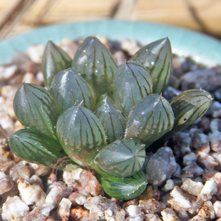 精品12卷克里克特日月潭玉扇多肉植物冰灯玉露水晶玉露糯玉露包邮