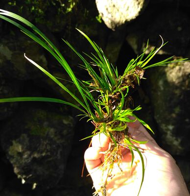 野生虎须 龙须四季水培菖蒲 绿植 花草迷你植物室内盆栽花卉