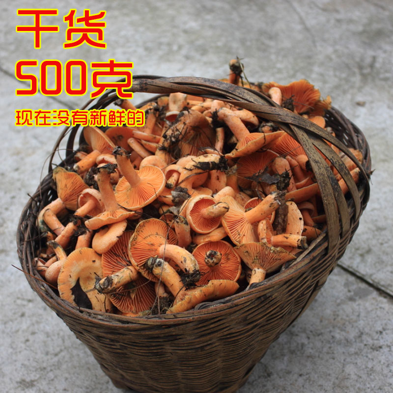 松鹅菇,_大山谷图库