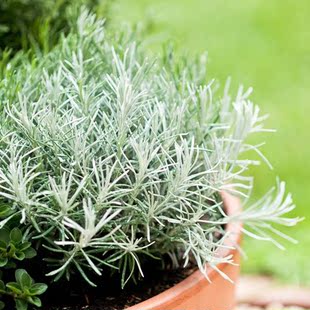 盆栽 阳台窗台花卉绿植创意组合多年生易养 盆栽冰锥蜡菊花苗耐热耐寒