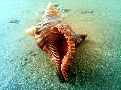 毛法螺4-6cm 天然大螺贝壳白珊瑚树枝海星婚庆布置鱼缸水族装饰