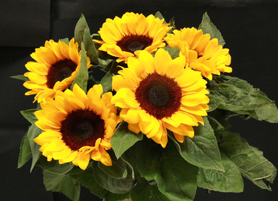 五朵向日葵单品云南鲜花同城速递百合花玫瑰礼品花七夕节空运到家