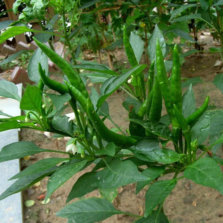 新鲜小米椒特辣指天椒青辣椒青尖椒四川七星椒朝天椒剁椒泡椒500g