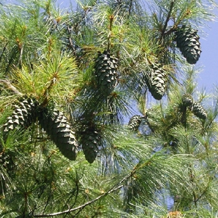 大松子树,大榛子树,松子树图片(第2页)_大山谷图库