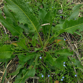 新鮮野生現挖土大黃根牛舌頭野菠菜羊蹄葉根羊皮葉子血三七草藥材