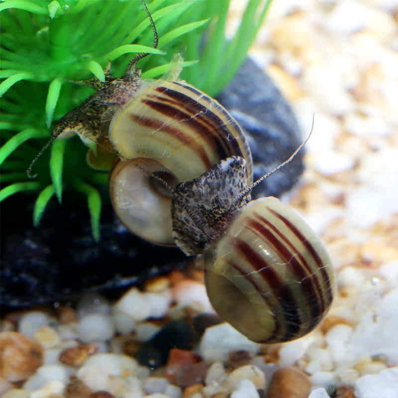 马来螺要加热吗,马来螺用什么沙子,什么螺不用加_大山谷图库