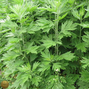 原产地野生艾叶草 陈艾草 泡脚泡澡 驱寒暖宫 去脚臭 艾绒艾条柱