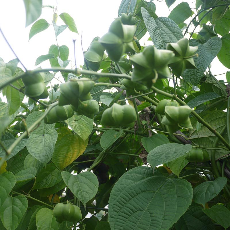 高档食用油diy自己榨美藤果星油藤印奇花生榨油种子1