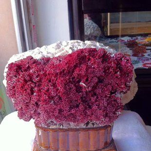 包邮大块管状红白珊瑚造景水族箱鱼缸装饰假山奇彩石家居摆件