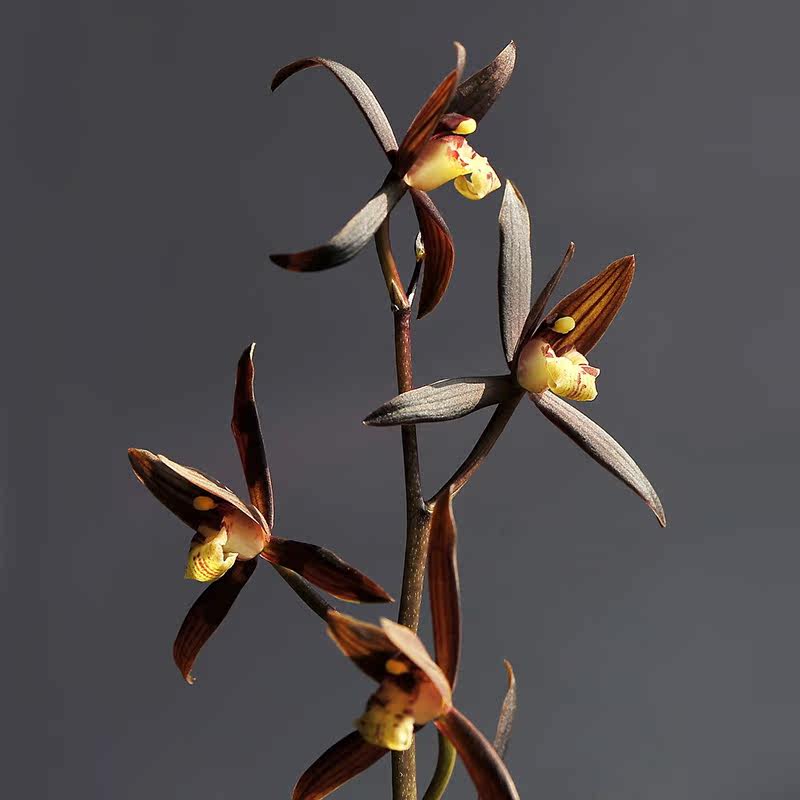 兰花苗带花苞 墨兰 企黑阳台办公室绿植年宵花卉室内盆栽浓香冬季