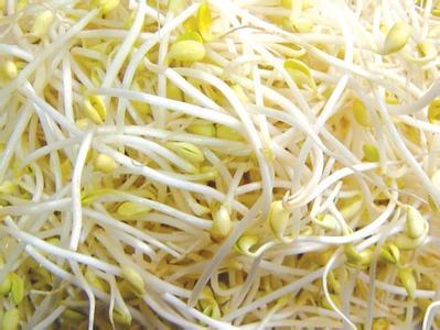 兔兔生鲜 安心黄豆芽 自然泡发 短豆芽 不催生 绿色蔬菜新鲜 500g