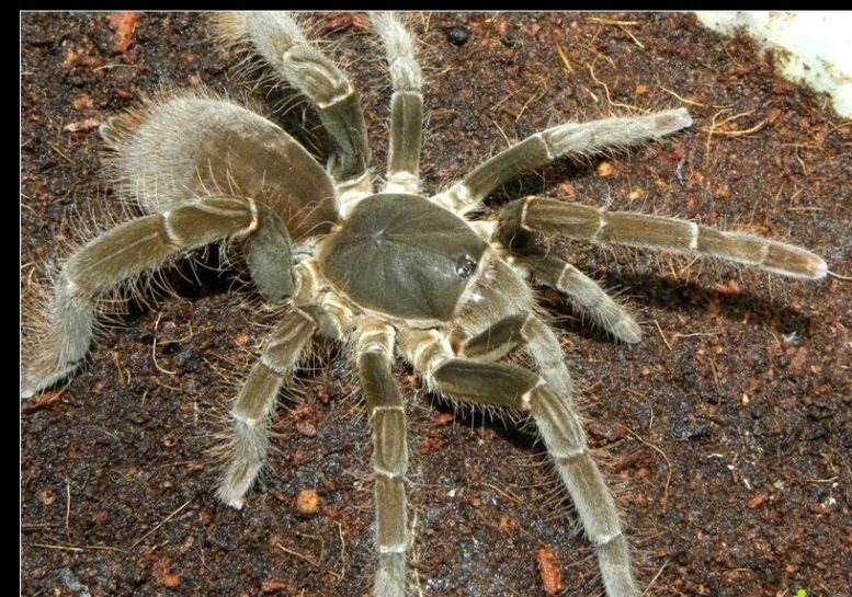 蜘蛛女王:宠物蜘蛛海格力斯巨人巴布足展2-2.5厘米最大的巴布