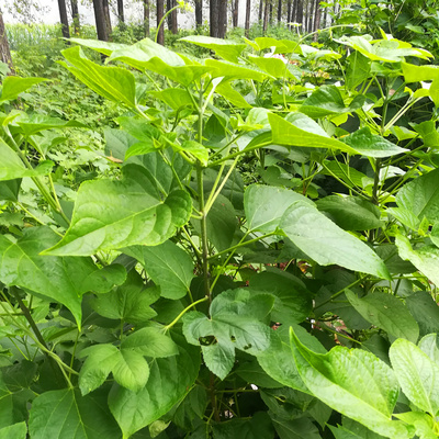 河南特产野干生山芝麻叶干货脱水蔬菜干山野菜土特产农副产品250g
