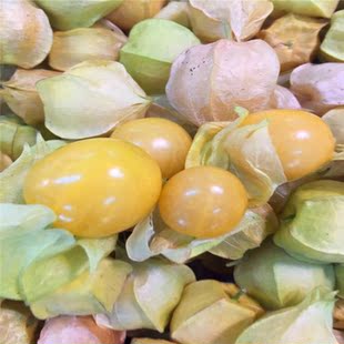 洋菇娘 珍珠菇娘 洋姑娘 黄金果 小姑娘 珍珠姑娘500g 三斤包邮