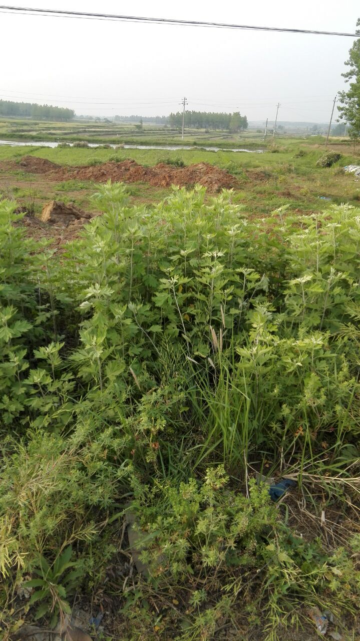 大别山野生新鲜艾叶艾草泡澡泡脚艾绒艾柱艾条2斤包邮