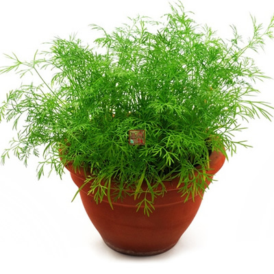 包邮阳台盆栽蔬菜种子割茬小茴香宿根庭院种菜香料籽可收获多茬