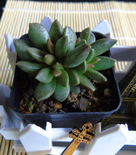 香香园艺松虫水泡多肉植物迷你小室内盆栽玛丽安水泡超值特价包邮