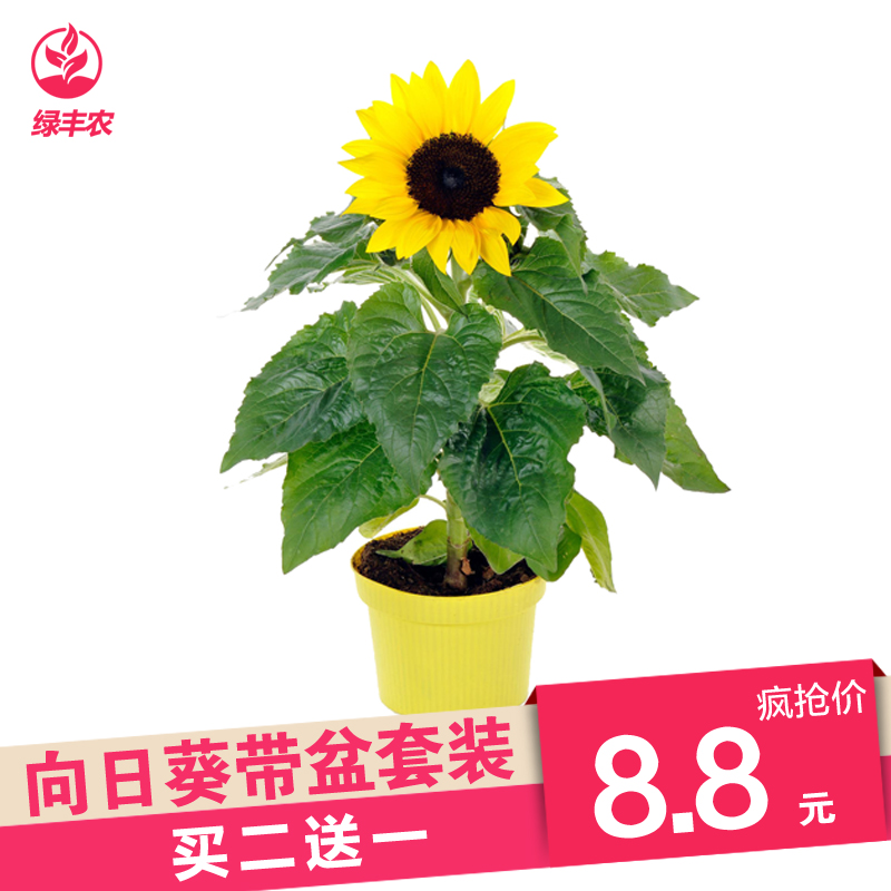 日葵室內陽臺盆栽花卉植帶花盆