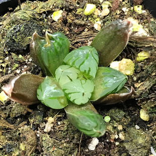 白毛绘卷长刺毛玉露十二卷多肉植物 绘卷玉露 咕咕多肉