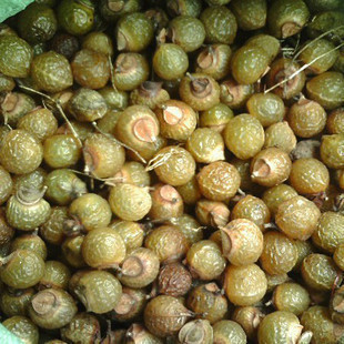 无患子种子 又名木患子,肥皂树,洗手果,菩提子花卉种子