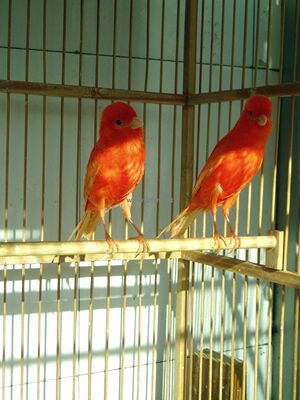 包邮 专业血统正宗纯种辣椒红金丝雀 芙蓉鸟 繁殖贵族鸟 玉鸟