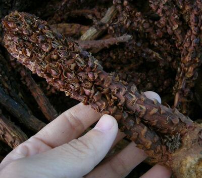 大兴安岭特产天然野生顶天柱 草苁蓉 不老草 泡酒料正品 20支包邮