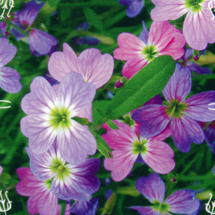 盆栽 四季种花籽 批发七里香十里香植物盆栽种子