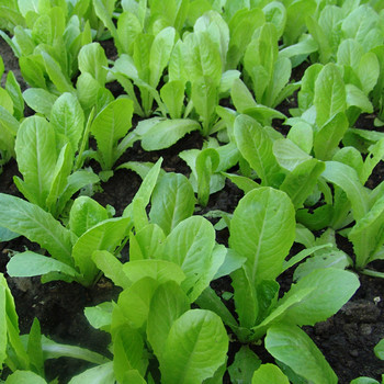 小白菜四季播菜種子室內陽臺盆栽植物蔬菜苗農家易活田園青菜籽苗