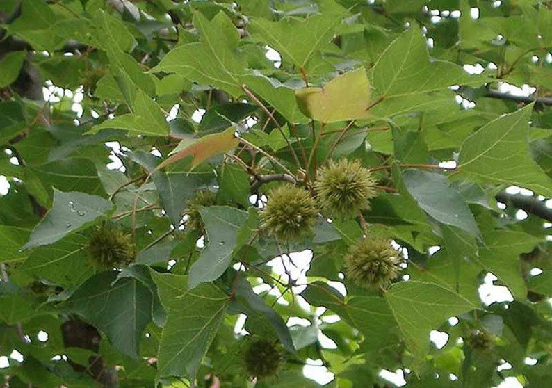 新鲜枫树根枫香树皮头茎叶除湿产妇洗澡排恶露坐月子中草