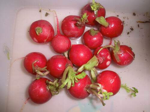 南京产杨花萝卜农家自种新鲜蔬菜樱桃小水果萝卜可带叶子缨子