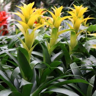 净化空气 进口黄花凤梨 办公室客厅花卉绿植盆栽 鸿运当头 净化空气