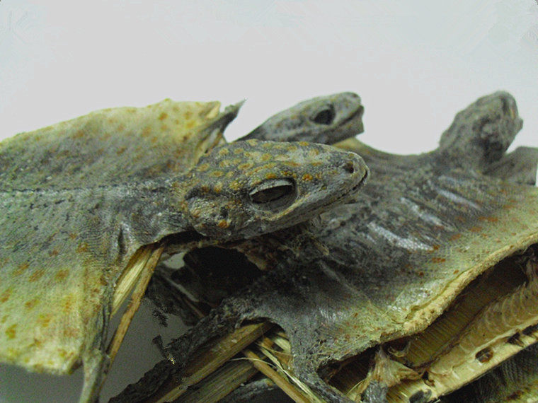 中药材批发蛤蚧干蛇 干泡酒料一对包邮蛇干鞭 四脚蛇